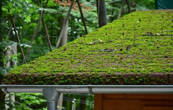 Moss and fungus growth