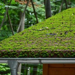 Moss and fungus growth